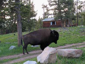 buffalo1