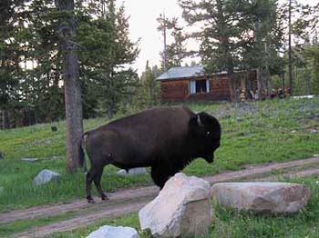 Yellowstone Buffalo ©