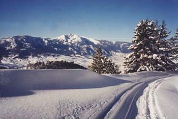 Winter Tracks ©